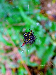 Gasteracantha sauteri