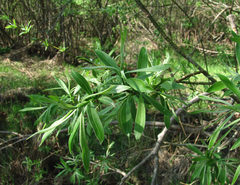 Salix gmelinii