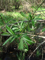 Salix gmelinii