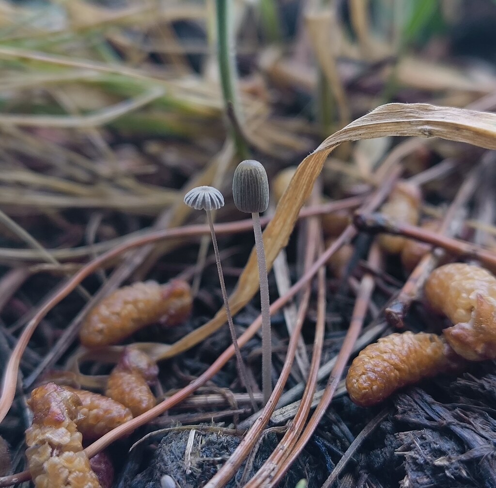 Coprinellus heptemerus