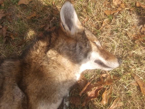 Coyote photographed in Mississippi