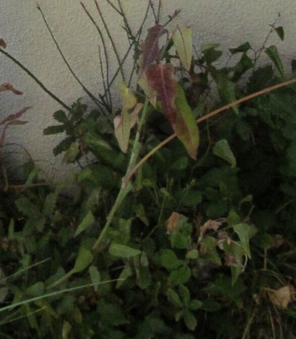 Araujia sericifera, 3000-009 Coimbra (Sé Nova), Portugal