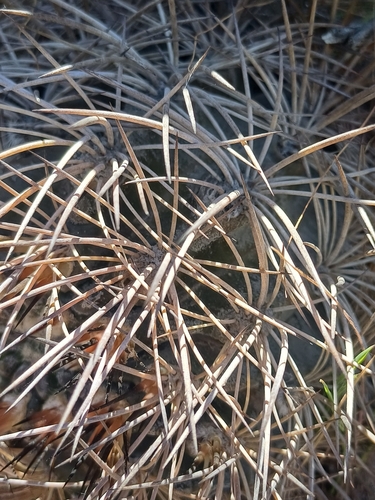 Eriosyce atroviridis