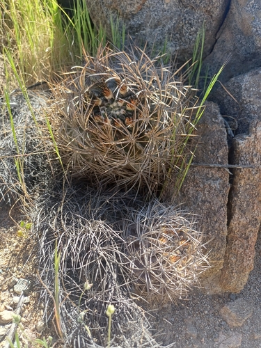 Eriosyce atroviridis