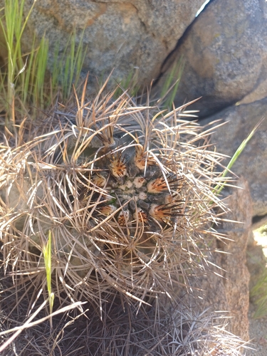 Eriosyce atroviridis