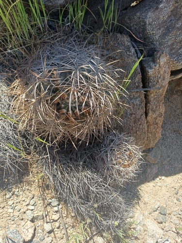 Eriosyce atroviridis