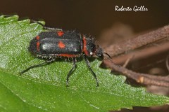 Astylus cyanerythrus