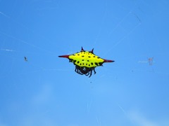 Gasteracantha sauteri