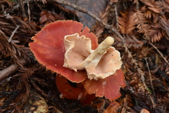 Hydnum oregonense
