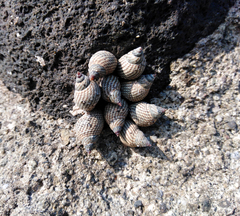 Echinolittorina aspera