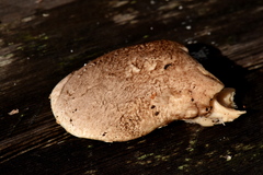 Pleurotus dryinus