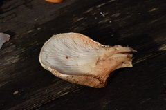 Pleurotus dryinus