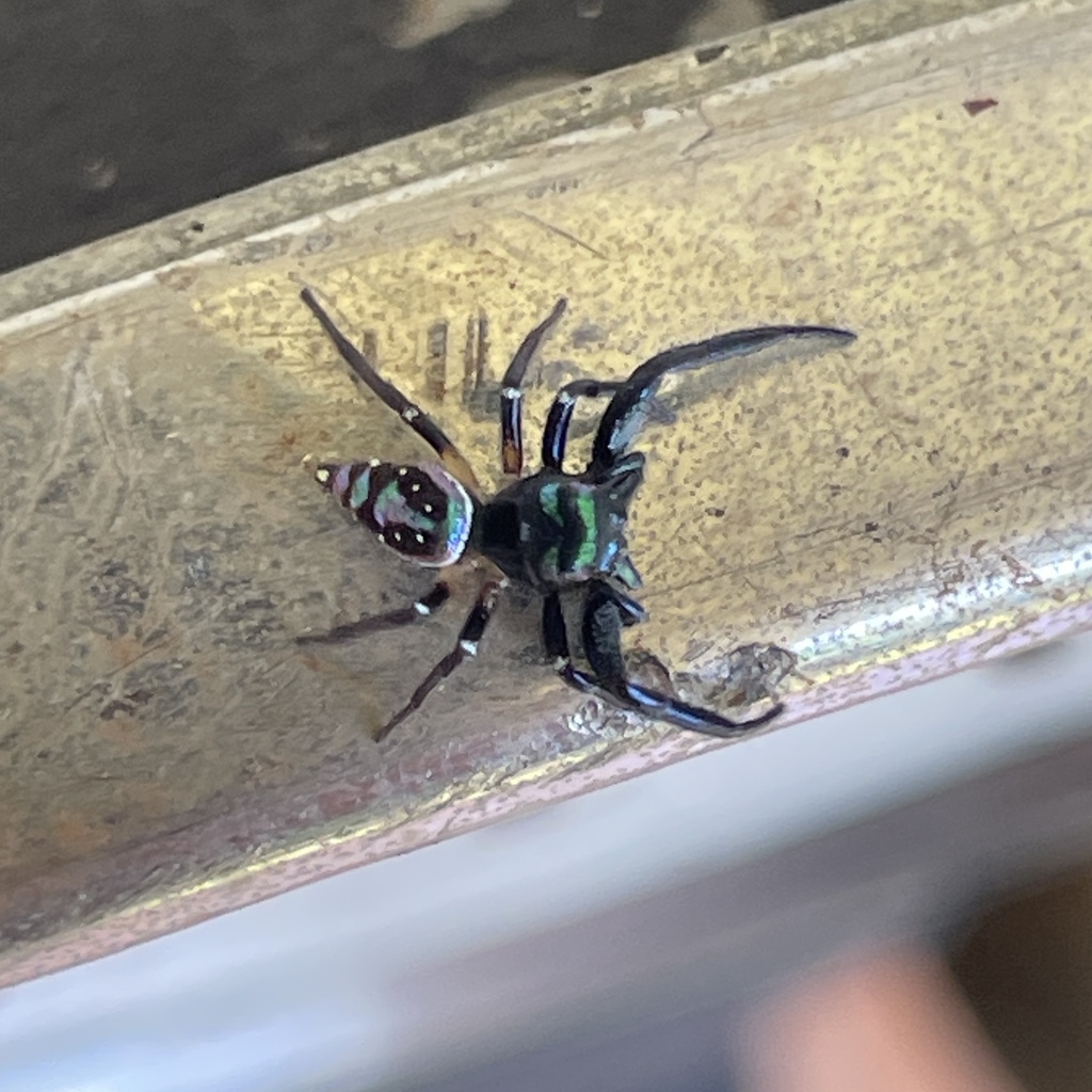 Metaphidippus tropicus