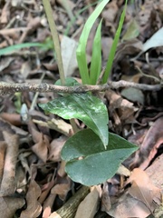 Disperis lindleyana