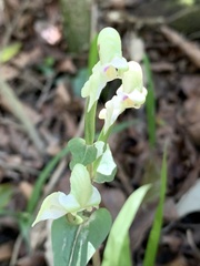 Disperis lindleyana