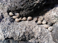 Echinolittorina aspera