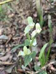 Disperis lindleyana