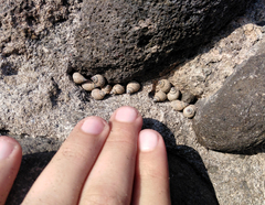 Echinolittorina aspera