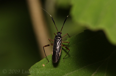 Garganus gracilentus