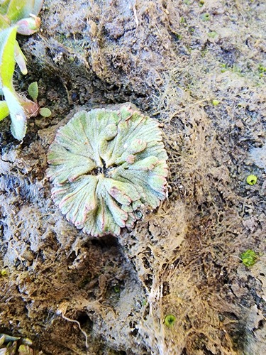 Frost's Crystalwort (Riccia frostii)