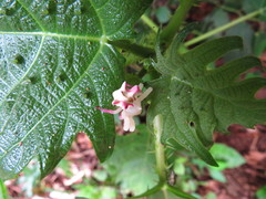 Epicadus heterogaster