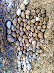 Echinolittorina aspera