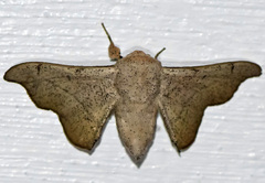 Cicinnus melsheimeri