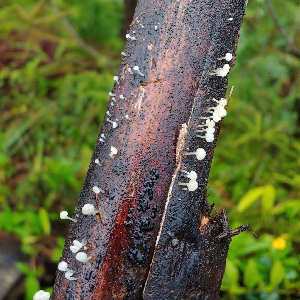 Favolaschia varariotecta