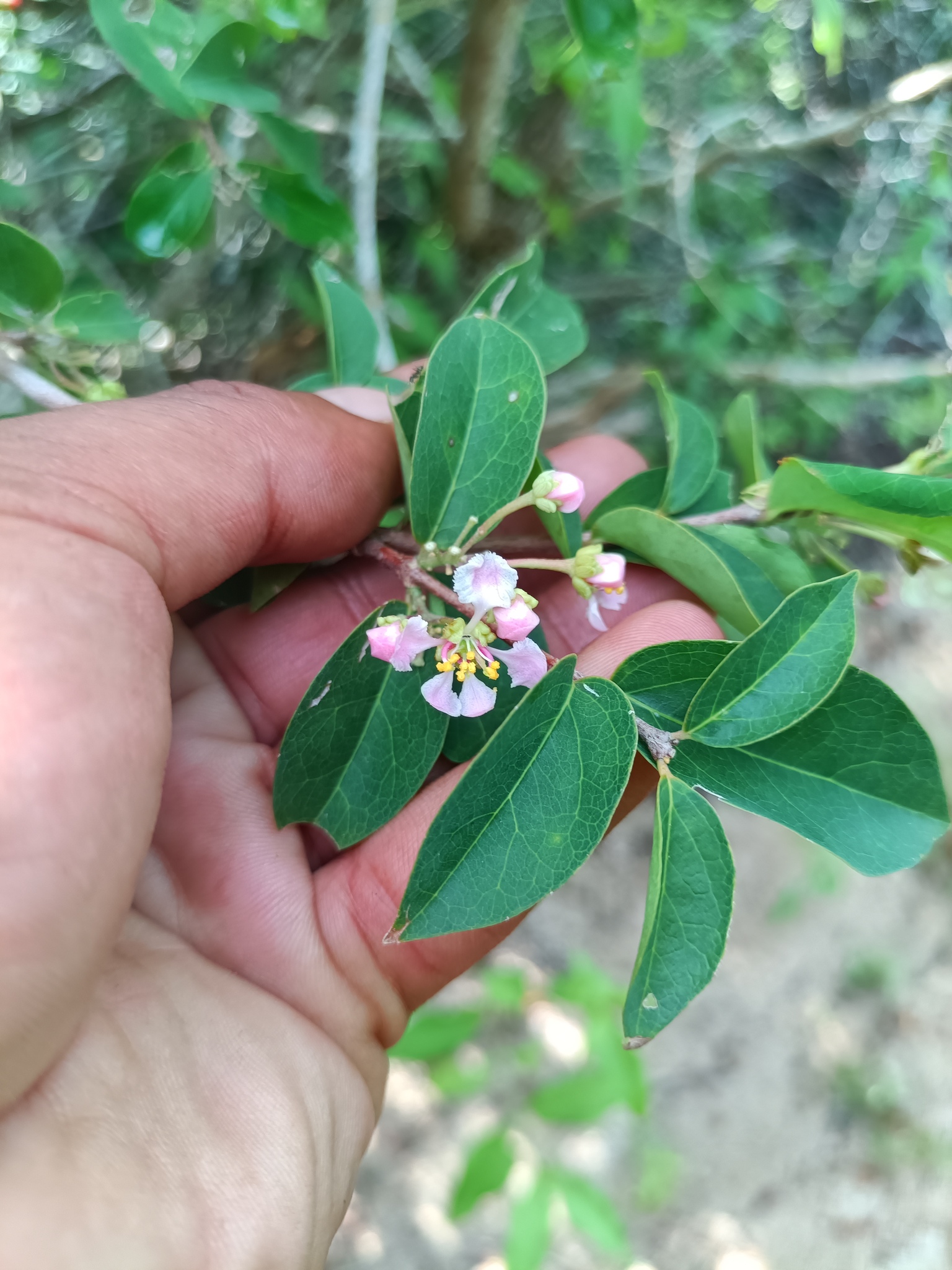 Imagem de Acerola