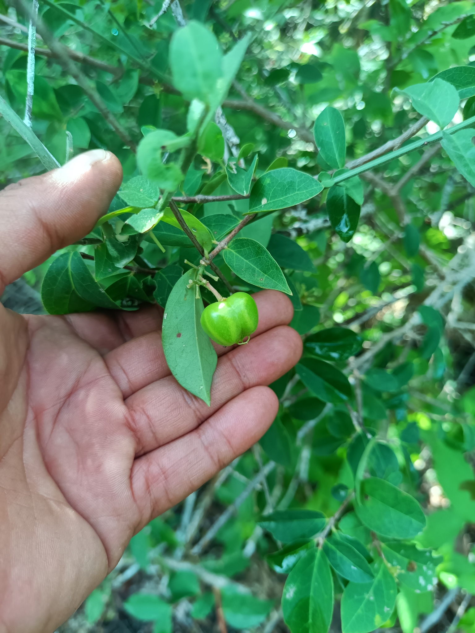 Imagem de Acerola