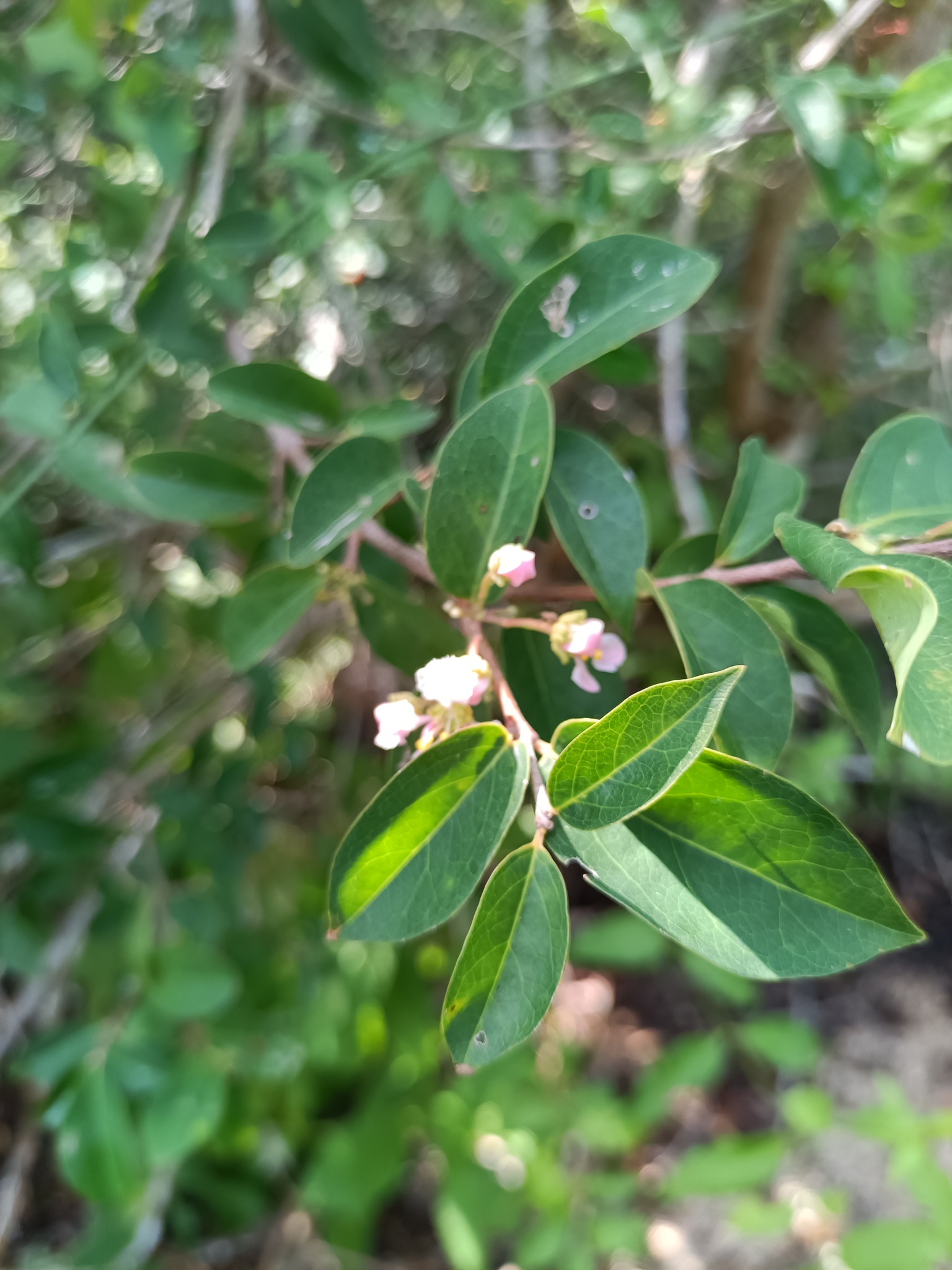 Imagem de Acerola