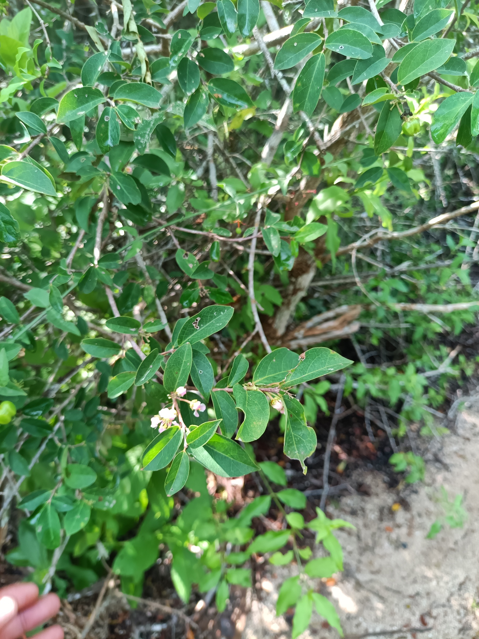 Imagem de Acerola