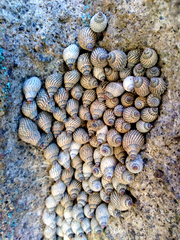 Echinolittorina aspera