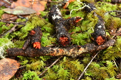 Phanerochaete sanguinea