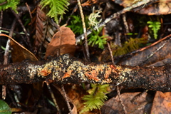 Phanerochaete sanguinea