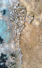 Echinolittorina aspera