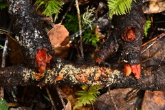 Phanerochaete sanguinea