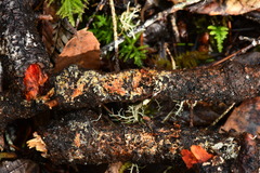 Phanerochaete sanguinea