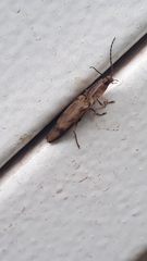 Conoderus fuscofasciatus