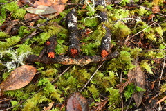 Phanerochaete sanguinea