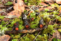 Phanerochaete sanguinea