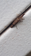 Conoderus fuscofasciatus