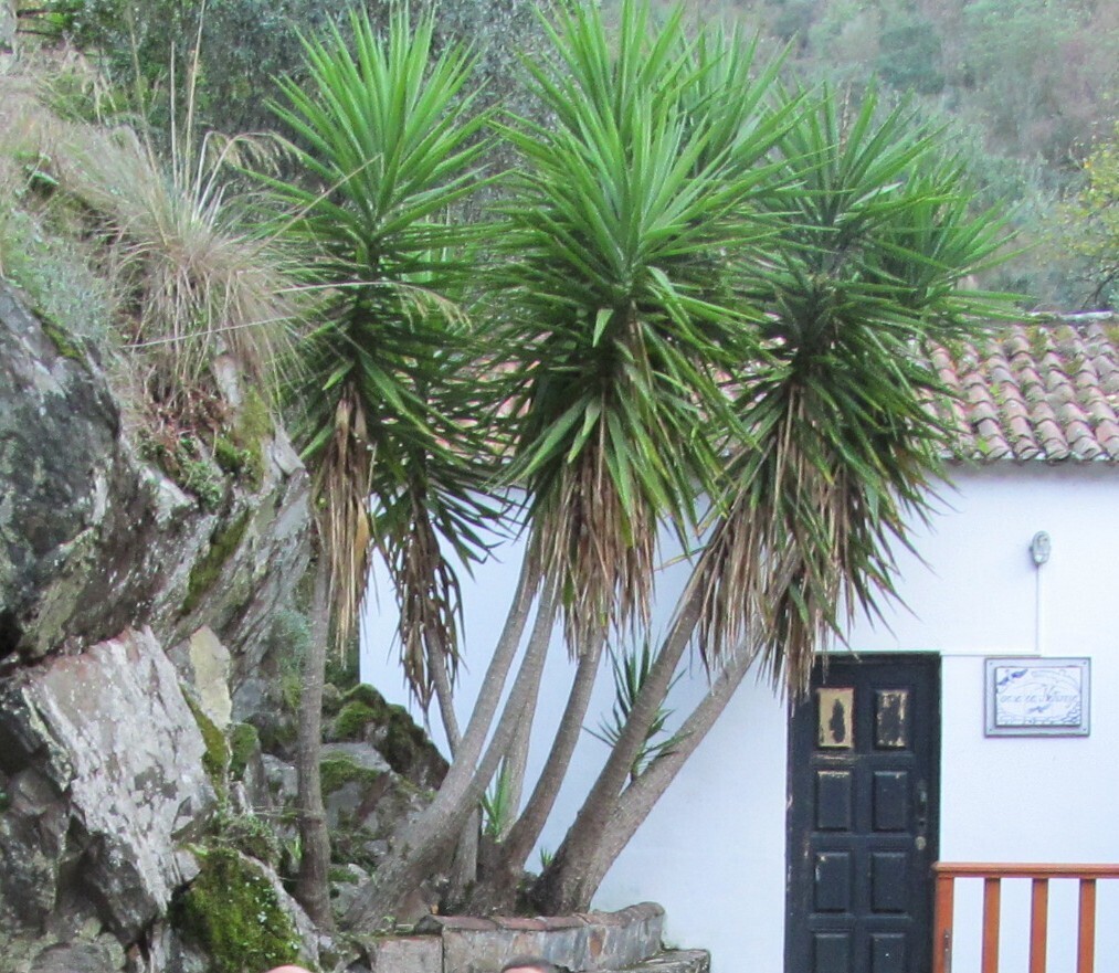 Юка — Yucca gigantea