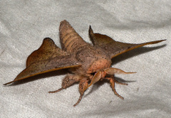 Cicinnus melsheimeri