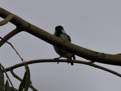 Parus major