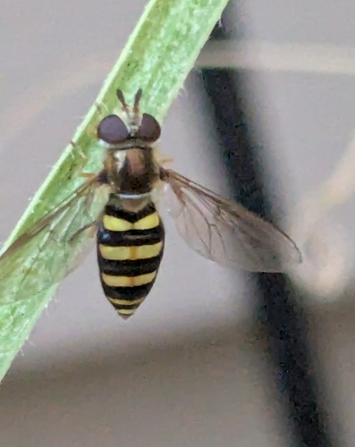 Unknown species found near Naperville, IL 60565, USA
