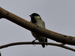 Parus major
