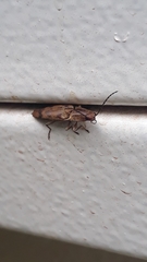 Conoderus fuscofasciatus