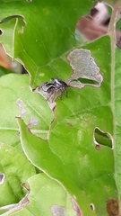 Aphirape misionensis