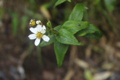 Alloispermum